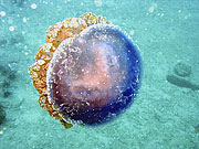 Picture 'Th1_0_3103 Jellyfish, Thailand'